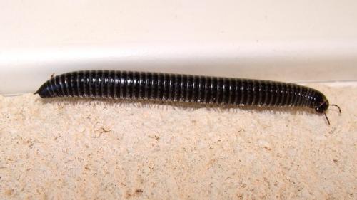 Réf. 87 832 : Ommatoiulus sabulosus