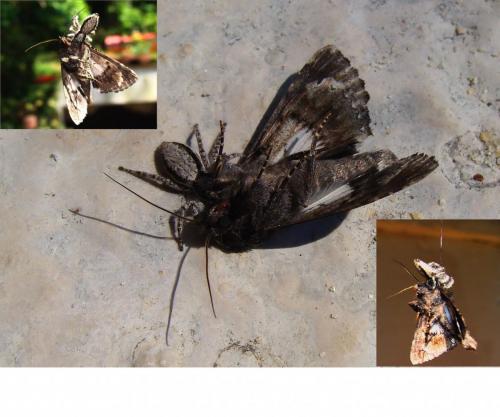 Menemerus taeniatus