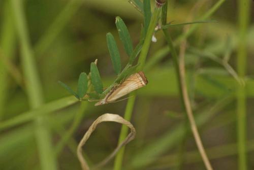 Chrysoteuchia culmella