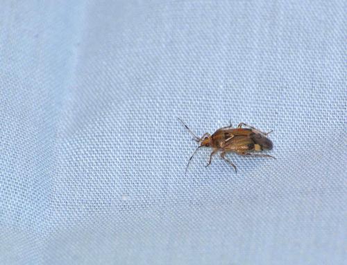 Deraeocoris flavilinea