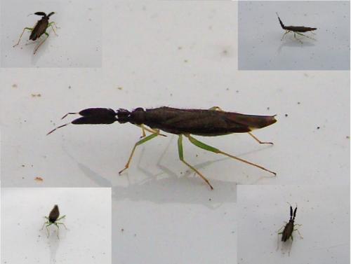 Heterotoma planicornis
