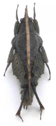 Réf. 87 781 : Xerophyllum platycorys
