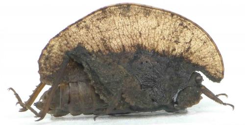 Réf. 87 818 : Xerophyllum platycorys