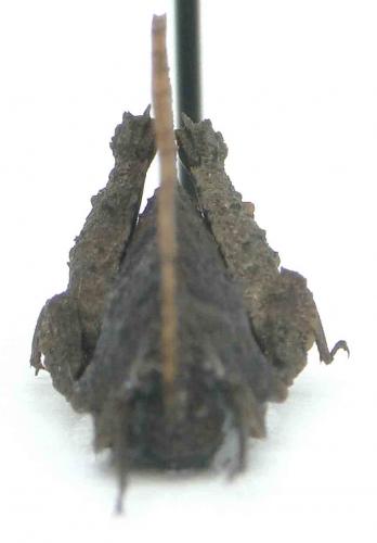 Réf. 87 851 : Xerophyllum platycorys