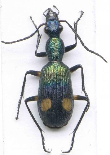 Réf. 87 998 : Chlaenius buqueti