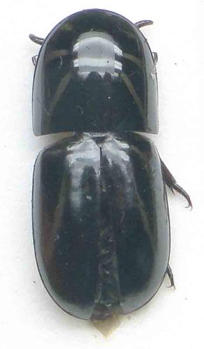 Réf. 87 999 : Blatticephalus adelotopus