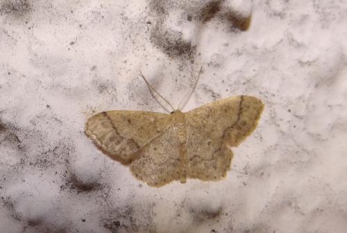 Idaea subsaturata