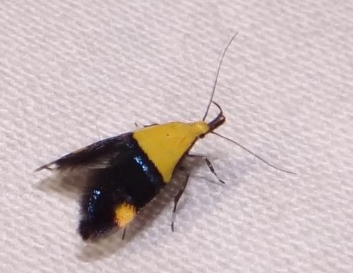 Réf. 87 474 : Oecophora bractella