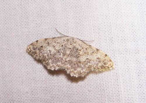 Scopula submutata