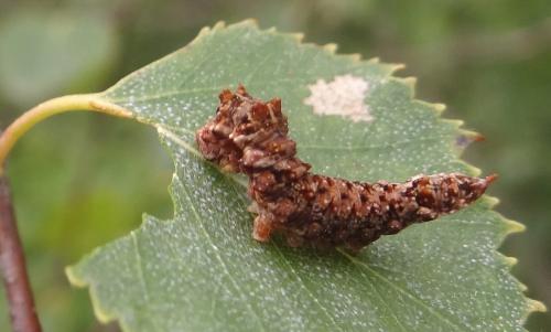 Falcaria lacertinaria