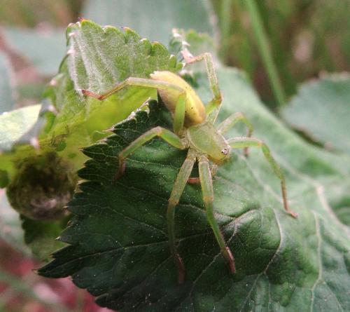 Micrommata ligurina