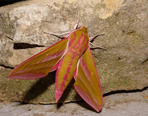 Réf. 87 773 : Deilephila elpenor
