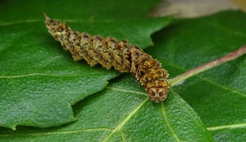 Falcaria lacertinaria