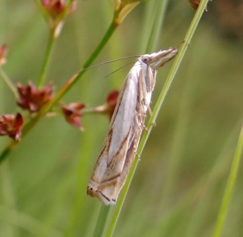 Crambus uliginosellus