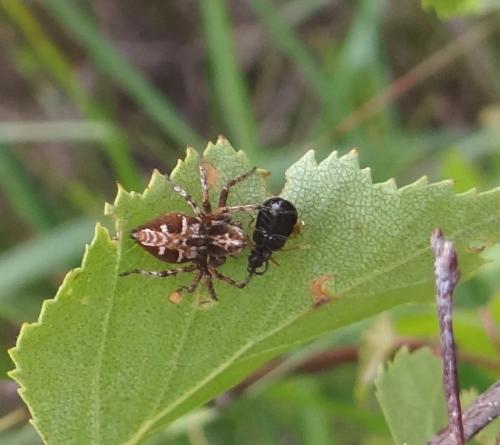 Réf. 87 983 : Oxyopes sp.