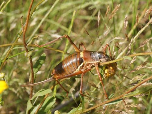 Ephippiger provincialis