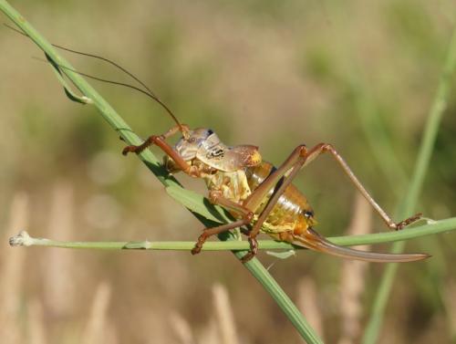 Ephippiger provincialis