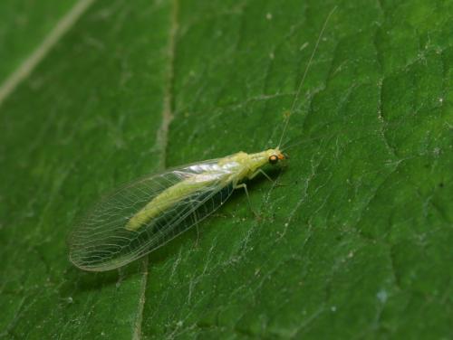 Réf. 87 419 : Chrysoperla lucasina