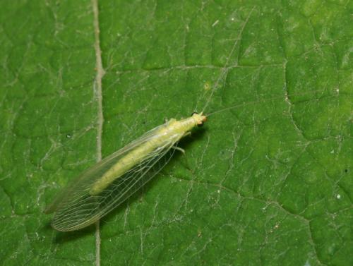 Chrysoperla lucasina