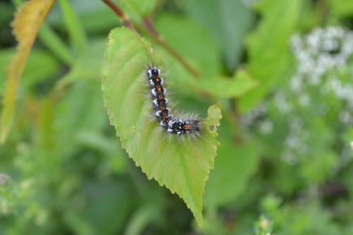 Euproctis similis