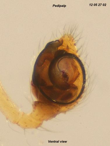 Paidiscura dromedaria