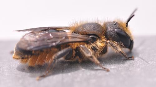 Réf. 87 551 : Osmia leaiana
