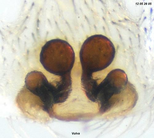 Drassodes lapidosus
