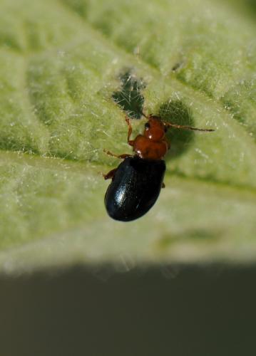 Réf. 87 213 : Podagrica sp.
