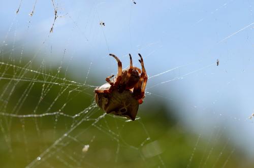 Araneus grossus