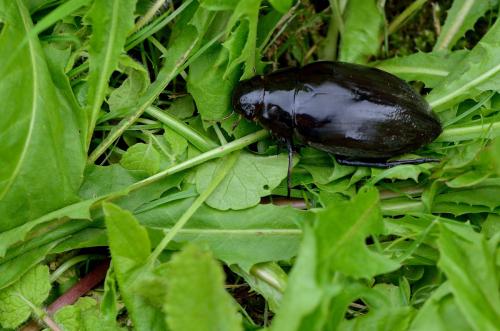 Réf. 87 724 : Hydrophilus sp.