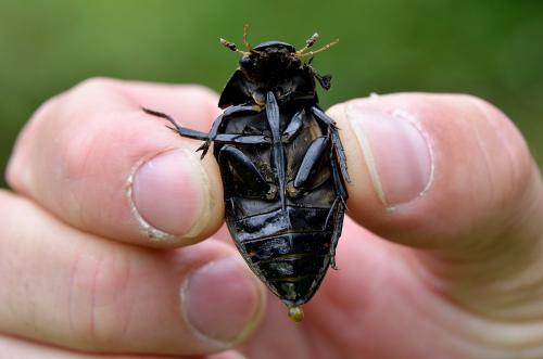 Réf. 87 726 : Hydrophilus sp.