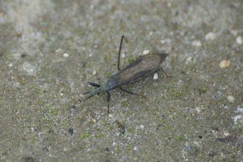 Réf. 87 803 : Pygolampis bidentata