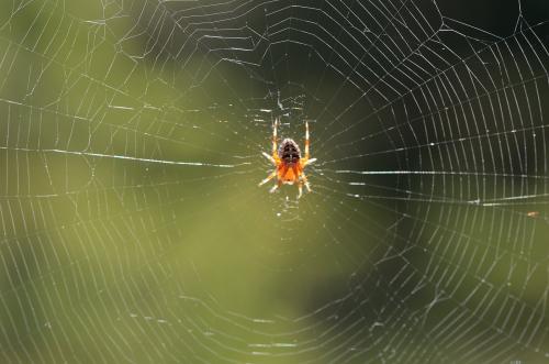 Araneus diadematus