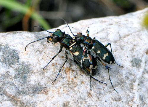 Réf. 87 629 : Cicindela hybrida