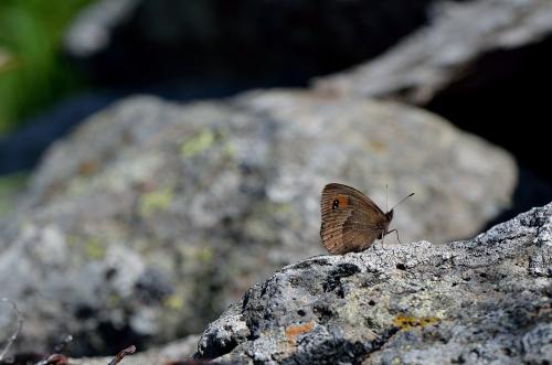 Erebia meolans