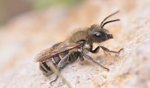 Osmia sp.