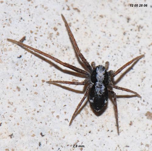 Réf. 87 963 : Pulchellodromus pulchellus