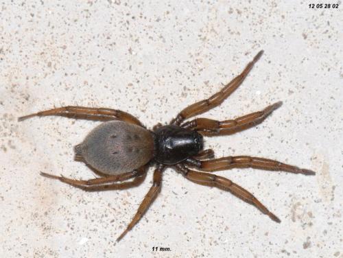 Gnaphosa dolosa