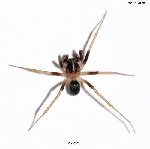 Réf. 87 854 : Zodarion elegans