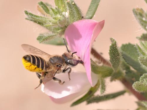 Megachile (dorsalis-pilidens)