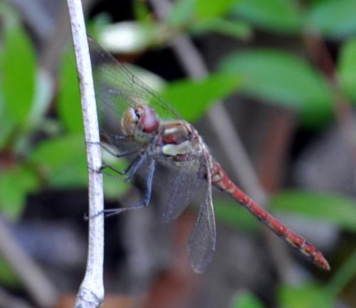 Sympetrum striolatum