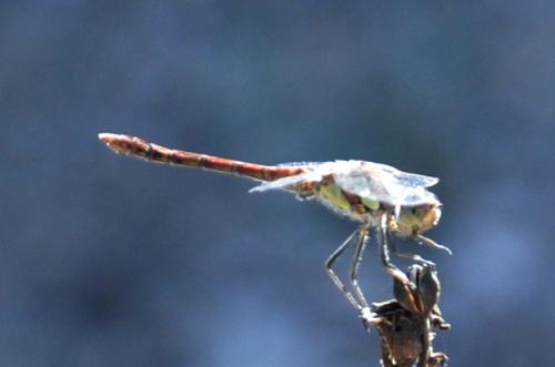 Réf. 87 667 : Sympetrum striolatum