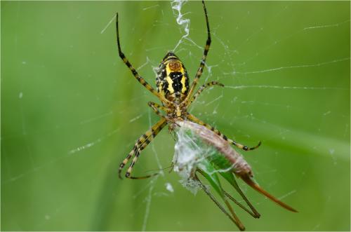 Réf. 87 684 : Argiope trifasciata
