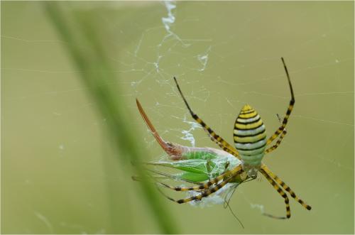 Réf. 87 686 : Argiope trifasciata