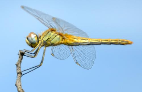 Sympetrum fonscolombii