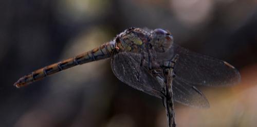Sympetrum striolatum