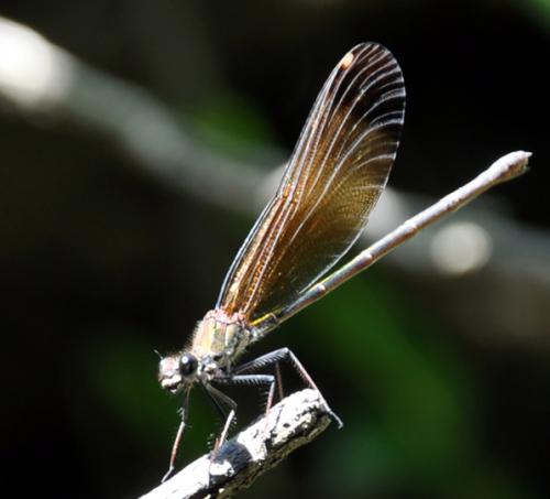 Calopteryx haemorrhoidalis