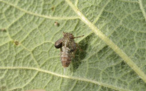 Réf. 87 208 : Issus sp.
