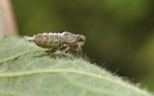 Réf. 87 233 : Issus sp.