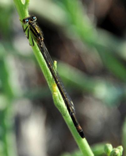 Ischnura genei